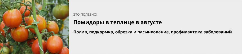 Помидоры в теплице в августе