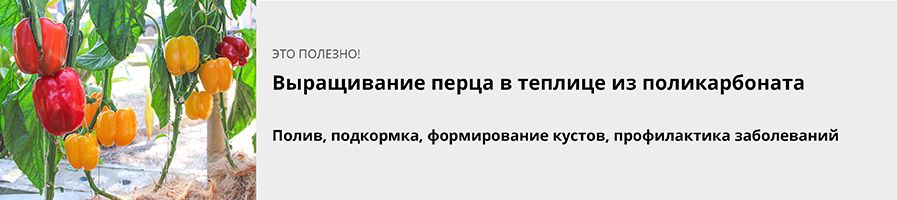 Выращивание перца в теплице из поликарбоната