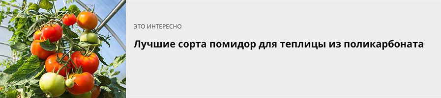 Лучшие сорта помидор для поликарбонатной теплицы