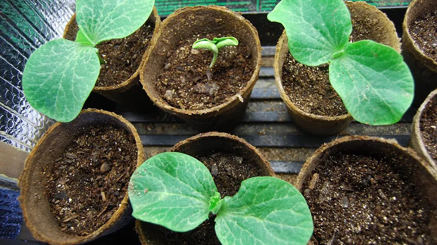 Как вырастить рассаду томатов от посева до высадки в открытый грунт: пошаговая инструкция